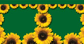 Sun Flowers